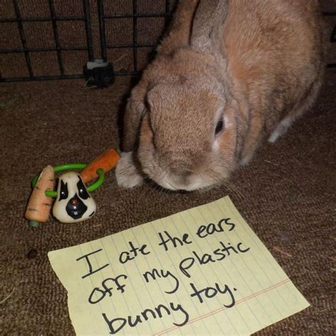 bunny shaming|Bunny Shaming .